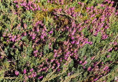 Avrupa 'da güzel yeşil yapraklar, farklı çalılar ve duvarlar