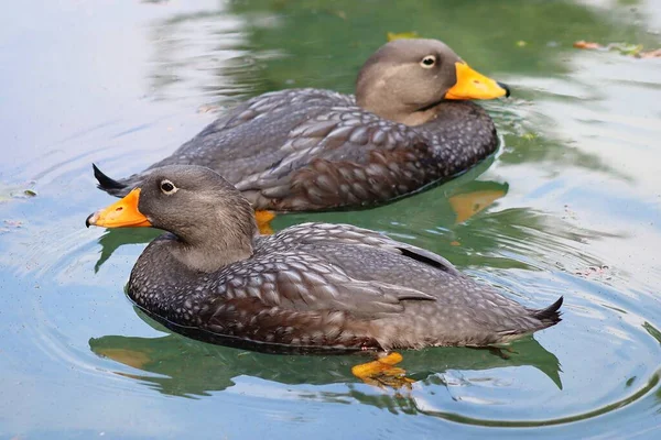 Beaux Canards Qui Courent Dans Environnement Rural — Photo