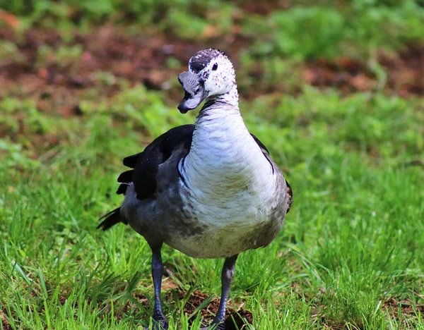 Beautiful Ducks Running Rural Environment — Stock Photo, Image