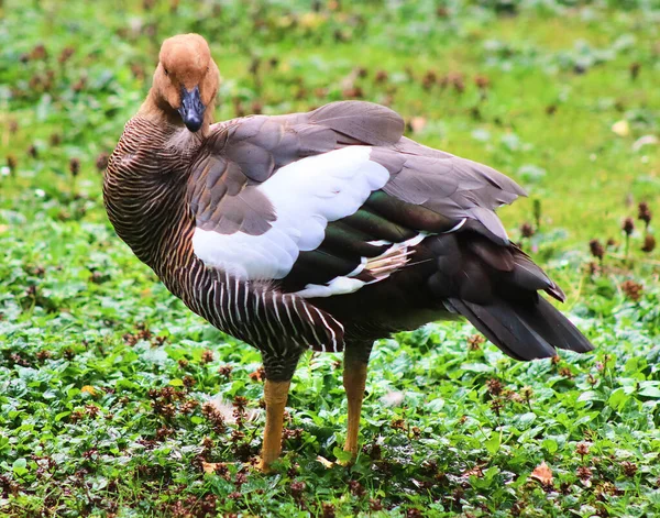 Beaux Canards Qui Courent Dans Environnement Rural — Photo