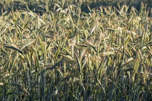 Beautiful Panorama Agricultural Crop Wheat Fields Sunny Day Summer — 스톡 사진