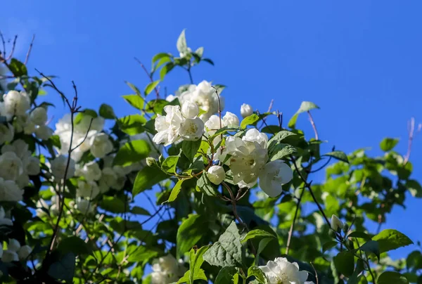 Hermosos Cerezos Ciruelos Flor Durante Primavera Con Flores Colores —  Fotos de Stock