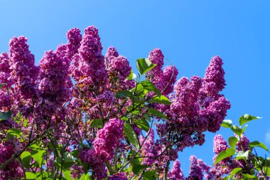 Leylak ağacı şırıngası güneşli bir günde açık mavi gökyüzünün önünde.