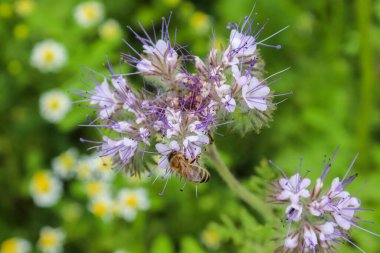 Yazın çayırdaki güzel çiçekler arılar ve yaban arıları gibi böceklerle