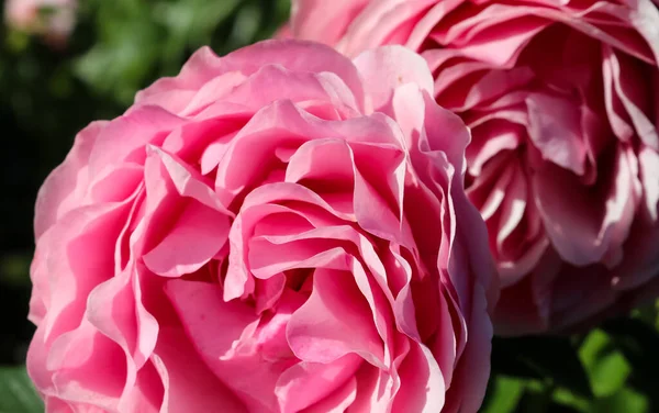 Draufsicht Auf Rote Und Rosa Rose Blume Einem Rosengarten Mit — Stockfoto