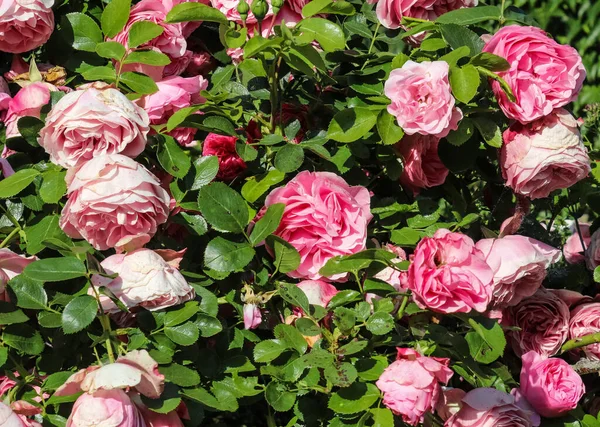 Draufsicht Auf Rote Und Rosa Rose Blume Einem Rosengarten Mit — Stockfoto