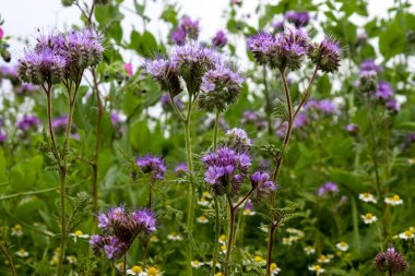 Gün batımında bir tarlada çiçek açan güzel mor zambak. Doğal Avrupa manzarası.