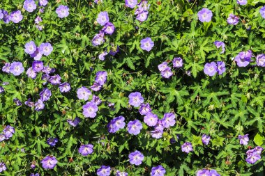 Avrupa bahçesinde farklı renklerde güzel çiçekler.