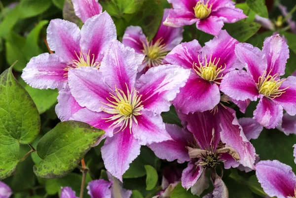 異なる色のヨーロッパの庭の美しい花 — ストック写真