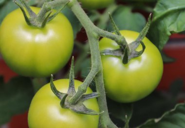 Bir evin duvarında büyüyen çalılıklardaki büyük yeşil domatesler. Tarım kavramı.