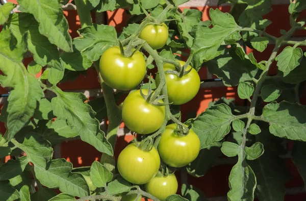 벽에서 자라는 덤불에 커다란 토마토가 있습니다 — 스톡 사진