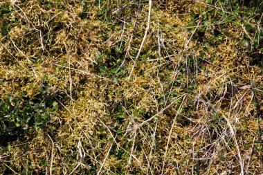 Avrupa ormanlarında bulunan yosun ve dallarla bir orman zeminine yakından bakmak.