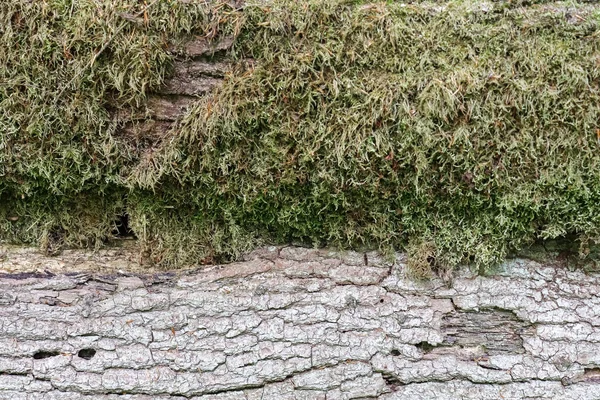 Detailní Pohled Zblízka Lesní Strukturu Mechem Větvemi Nalezenými Evropském Lese — Stock fotografie