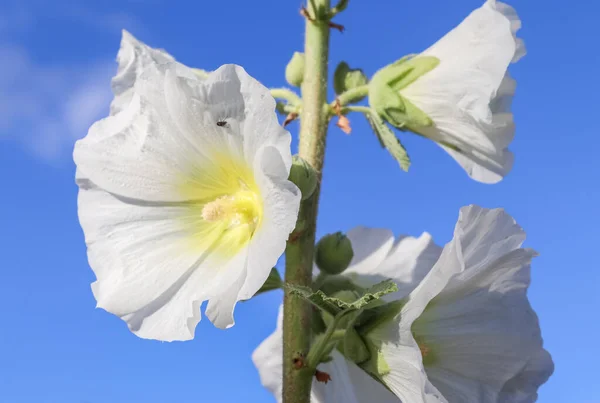 Rosa Blomma Stockroses Närbild Fräsch Och Grön Bakgrund — Stockfoto