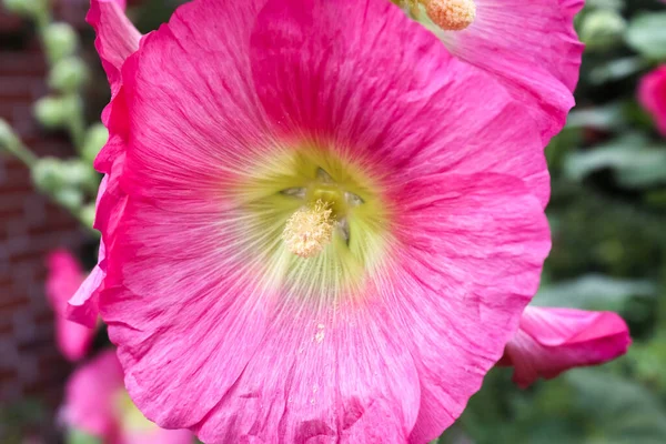 Fleur Rose Stockroses Gros Plan Sur Fond Frais Vert — Photo