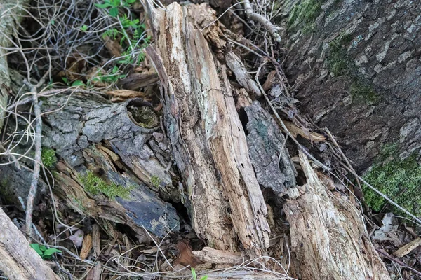Szczegółowy Widok Bliska Grunt Leśny Tekstury Mchem Gałęzi Znalezionych Lesie — Zdjęcie stockowe
