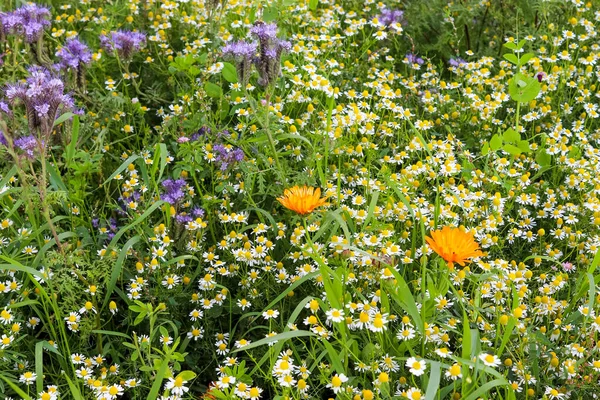 Piękne Mieszane Kwiaty Dużą Ilością Purpurowych Kwiatów Phacelia Przed Zielonym — Zdjęcie stockowe