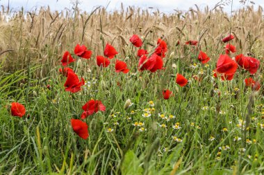 Güzel kırmızı gelincik çiçekleri altın buğday tarlasında papatyalar