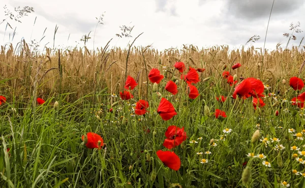 Beautiful Red Poppy Flowers Papaver Rhoeas Golden Wheat Field — Stock Photo, Image