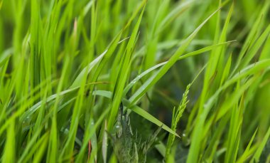 Taze yağmur damlaları yeşil çimlere ve bitkilere yakından bakıyor.