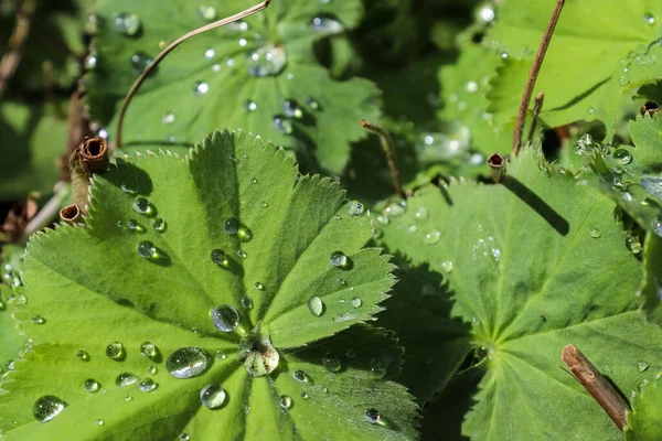 Gocce Pioggia Fresca Primo Piano Vista Erba Verde Piante — Foto Stock