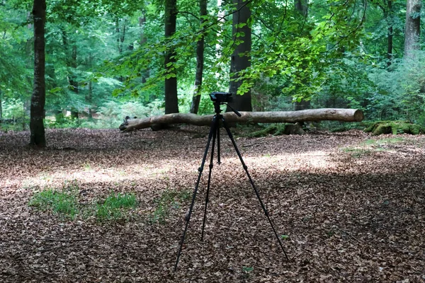 Camera on a tripod standing in a forest with no people around