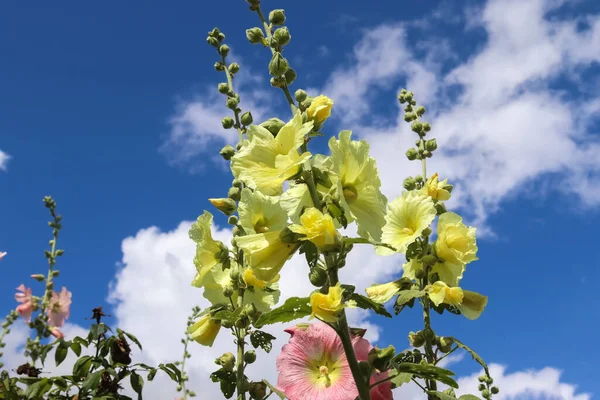 Rosa Blomma Stockroses Närbild Mot Blå Himmel — Stockfoto