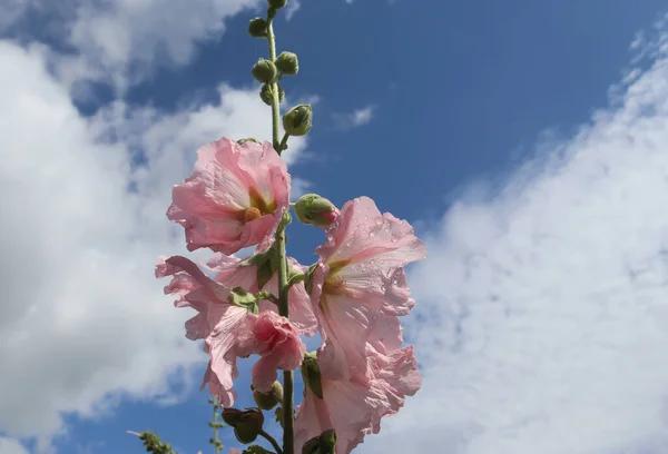 Rózsaszín Virág Stockrose Közel Kék — Stock Fotó