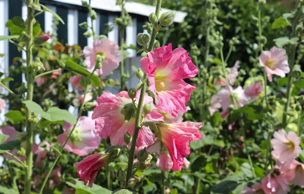 Pembe çiçek. Taze ve yeşil bir arkaplanı kaplar.