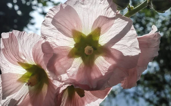 Rosa Blomma Stockroses Närbild Mot Blå Himmel — Stockfoto