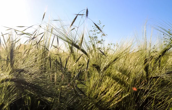 황금빛 밀밭과 수확기에 곡식을 수확하는 — 스톡 사진