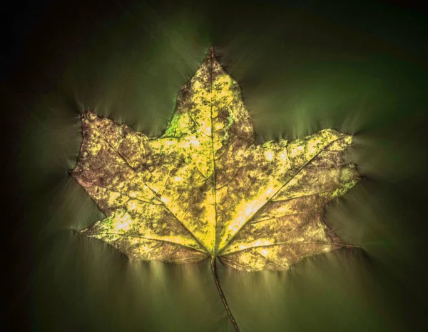 Kirlian Glühende Fotografie Von Schönen Herbstblättern Die Viel Energie Zeigen — Stockfoto