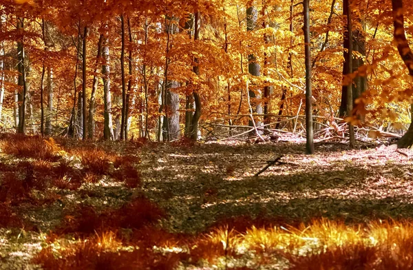 Vista Panorâmica Bonita Uma Paisagem Dourada Outono Meio Outubro — Fotografia de Stock