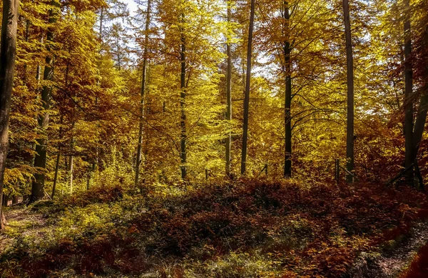 Krásný Panoramatický Pohled Zlatou Podzimní Krajinu Uprostřed Října — Stock fotografie