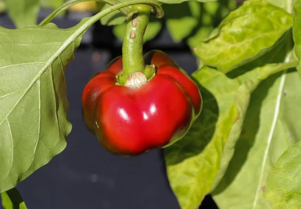 Κόκκινη Πιπεριά Γλυκιά Πιπεριά Φυτό Πράσινης Πιπεριάς — Φωτογραφία Αρχείου