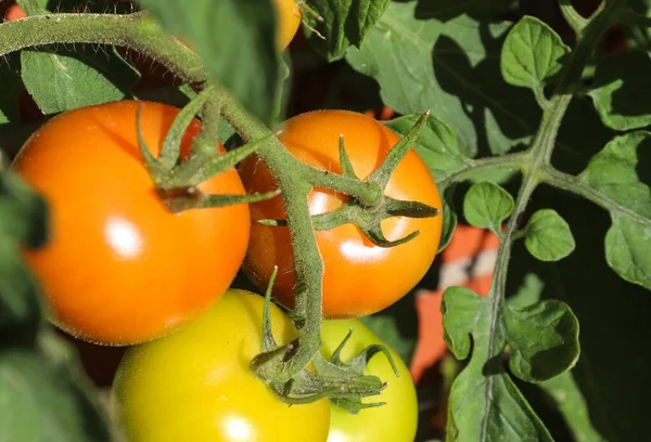 벽에서 자라는 관목에 커다란 녹색과 붉은색 토마토가 있습니다 — 스톡 사진