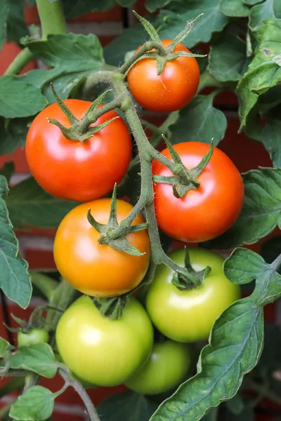 Algunos Tomates Verdes Grandes Arbusto Que Crece Pared Una Casa — Foto de Stock