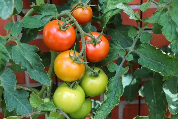 Quelques Grosses Tomates Vertes Sur Buisson Qui Pousse Sur Mur — Photo