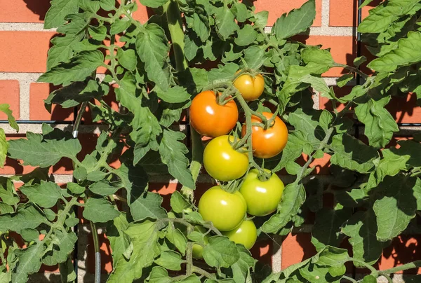 벽에서 자라는 관목에 커다란 녹색과 붉은색 토마토가 있습니다 — 스톡 사진