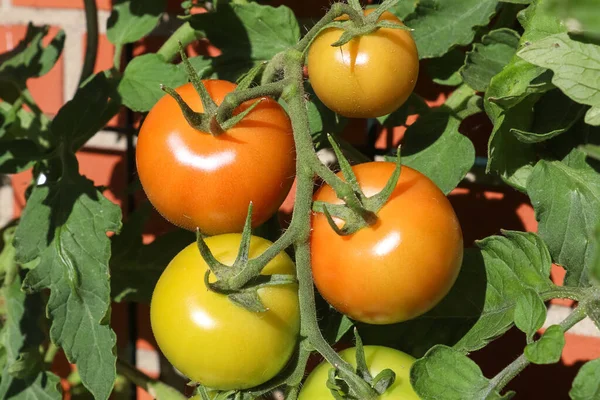 Μερικές Μεγάλες Πράσινες Και Κόκκινες Ντομάτες Ένα Θάμνο Που Φυτρώνουν — Φωτογραφία Αρχείου