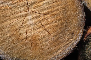 Yakın çekimde taze kesilmiş ahşap. Ahşap bir yüzeyde yıllık halkaların dokusu.