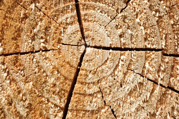 Fresh Sawed Wood Close View Texture Annual Rings Wooden Surface — Stock Photo, Image