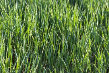 Güneşli bir yaz gününde çayırdaki yeşil çimlerin yüzeyi kapanıyor.