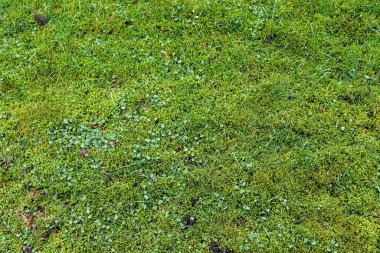 Güneşli bir yaz gününde çayırdaki yeşil çimlerin yüzeyi kapanıyor.