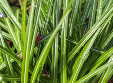 Güneşli bir yaz gününde çayırdaki yeşil çimlerin yüzeyi kapanıyor.