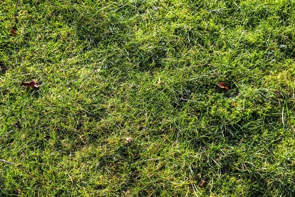 Feche Superfície Grama Verde Prado Dia Ensolarado Verão — Fotografia de Stock