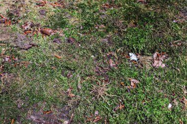 Orman zeminindeki yosun dokularının detaylı yakın görüntüsü