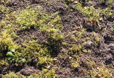 Orman zeminindeki yosun dokularının detaylı yakın görüntüsü