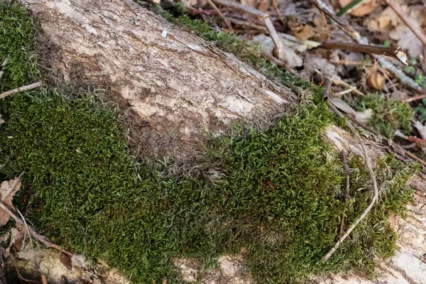 Vue Rapprochée Détaillée Des Textures Mousse Sur Terrain Forestier — Photo