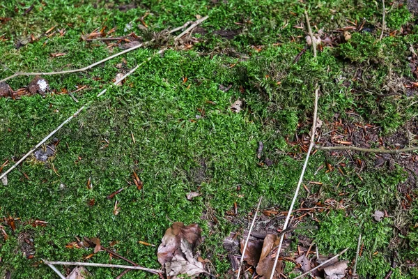 森林地面苔藓纹理的详细近景 — 图库照片